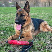 Youtoo a rejoint le concours — aidez-le/la à gagner de superbes lots ! dog, german_shepherd, grass, toy, leash, outdoor, pet, animal, tongue_out, collar, playing, lying_down, nature, ears_up, muzzle, fur, daylight, field, canine, happy
