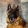 Youtoo participe au concours pour gagner de l'argent avec cette photo : dog, german_shepherd, pet, canine, tongue_out, lying_down, floor, tile_floor, brown_fur, black_fur, ears_up, happy, playful, animal, domestic_animal, muzzle, close_up, indoor, companion, friendly