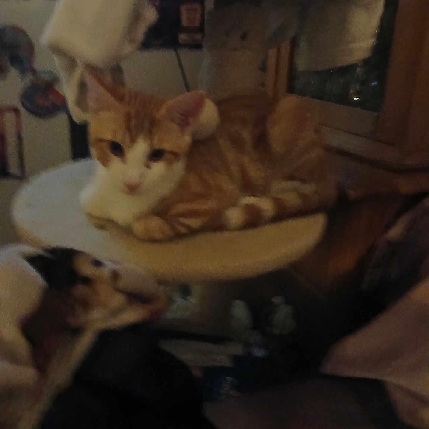 Gaspard a rejoint le concours — aidez-le/la à gagner de superbes lots ! cat, cats, orange_cat, white_cat, pet, animal, feline, sleepy, lounging, sitting, indoor, home, furniture, chair, cushion, blanket, low_light, portrait, cozy, playful