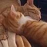Gaspard participe au concours pour gagner de l'argent avec cette photo : cats, cat, orange_tabby, white_fur, sleeping, cuddling, pet, feline, whiskers, ears, closed_eyes, cozy, indoors, blanket, soft_fur, relaxed, nap, cuddle_pile, closeup, warm_lighting