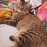 cat, tabby_cat, fluffy, fur, whiskers, green_eyes, animal, pet, lying_down, relaxed, bed, blanket, floral, colorful, handbag, indoors, home, portrait, closeup, sleeping_area