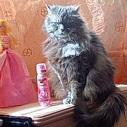 Princesse participe au concours pour gagner de l'argent avec cette photo : box, british_longhair, carnivore, cat, claw, domestic_short_haired_cat, drink, fawn, felidae, flooring, fur, paw, peach, sitting, small_to_medium_sized_cats, tail, toy, whiskers, window