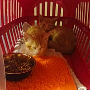 Romeo participe au concours pour gagner de l'argent avec cette photo : kittens, cats, ginger_cat, orange_tabby, sleeping, cuddling, pet_carrier, red_carrier, animal, furry, whiskers, ears, kitten, food_bowl, kibble, orange_mat, cozy, indoors, close_up, group