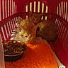 kittens, cats, ginger_cat, orange_tabby, sleeping, cuddling, pet_carrier, red_carrier, animal, furry, whiskers, ears, kitten, food_bowl, kibble, orange_mat, cozy, indoors, close_up, group