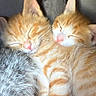 kittens, cats, orange_tabby, sleeping, cuddling, fluffy, furry, adorable, cute, animals, pets, portrait, close_up, indoors, nap, relaxed, whiskers, ears, striped_fur, gray_fur