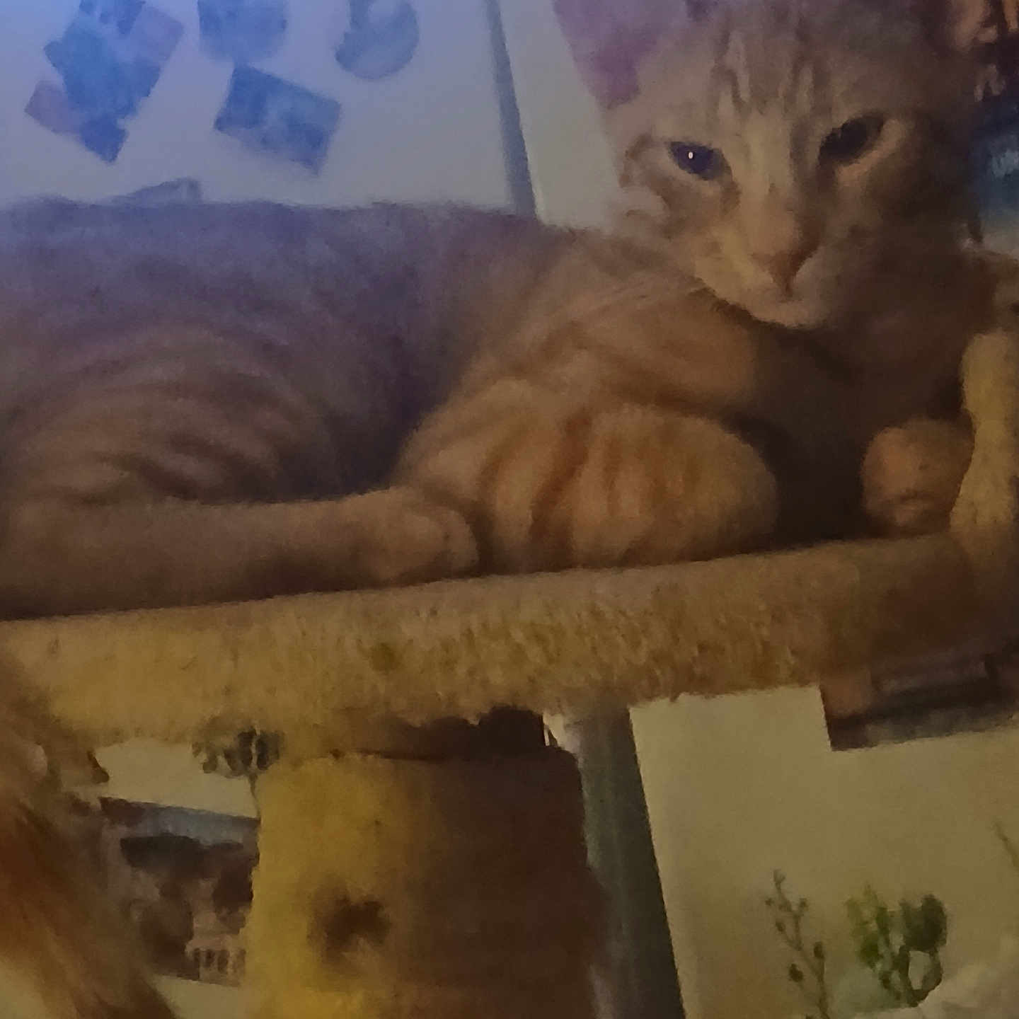 Romeo