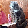 Princesse participe au concours pour gagner de l'argent avec cette photo : box, british_longhair, carnivore, cat, claw, domestic_short_haired_cat, drink, fawn, felidae, flooring, fur, paw, peach, sitting, small_to_medium_sized_cats, snout, tail, toy, whiskers, window