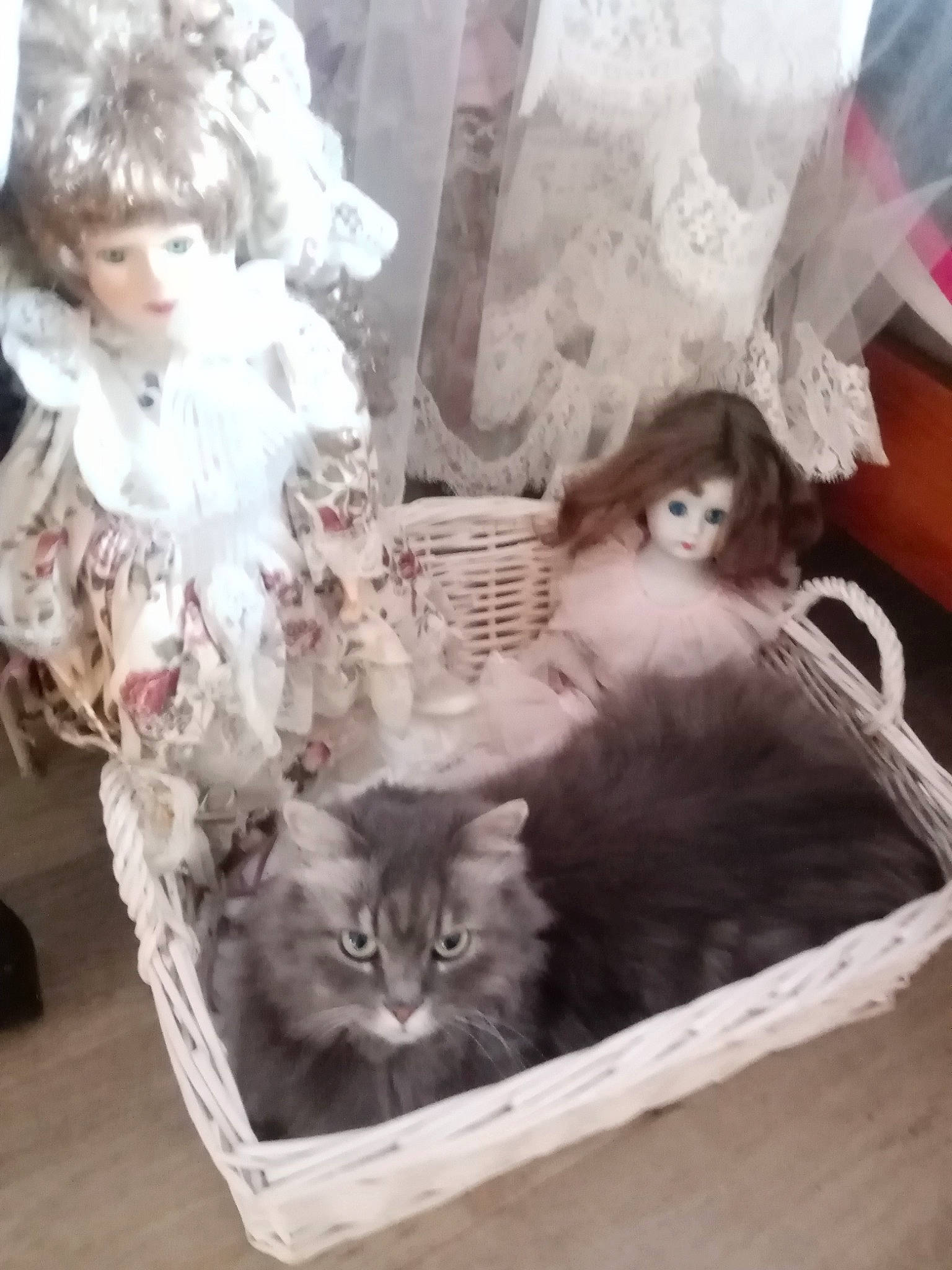 Princesse participe au concours pour gagner de l'argent avec cette photo : art, carnivore, cat, doll, domestic_short_haired_cat, dress, eyelash, fashion_accessory, fawn, felidae, fur, headpiece, jewellery, room, small_to_medium_sized_cats, toy, vintage_clothing, whiskers, wig, window