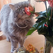 Princesse participe au concours pour gagner de l'argent avec cette photo : artificial_flower, british_longhair, carnivore, cat, companion_dog, cut_flowers, felidae, flower, flower_arranging, flowering_plant, fur, petal, plant, rose, rose_family, rose_order, small_to_medium_sized_cats, tail, whiskers, window