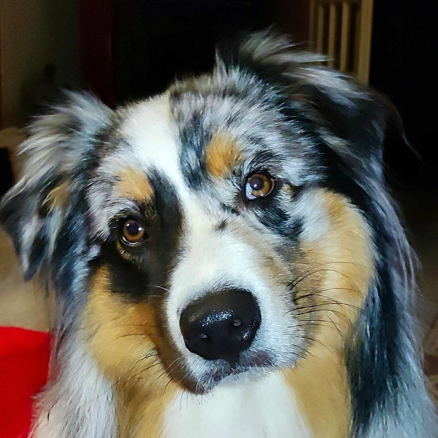 Rudy