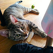 Yoshi participe au concours pour gagner de l'argent avec cette photo : animal, black_shoe, cat, close_up, curious, domestic_cat, ears, floor, indoor, paw, pet, playful, relaxed, scratching_post, sneaker, striped_toy, tabby_cat, toy, whiskers, wooden_floor