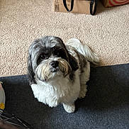 Jasper is registered to the contest to win money with this photo: dog, pet, indoor, carpet, mat, black_and_white, fluffy, fur, looking_up, animal, cute, companion, domestic, small_dog, waiting, ears, tail, whiskers, floor, home