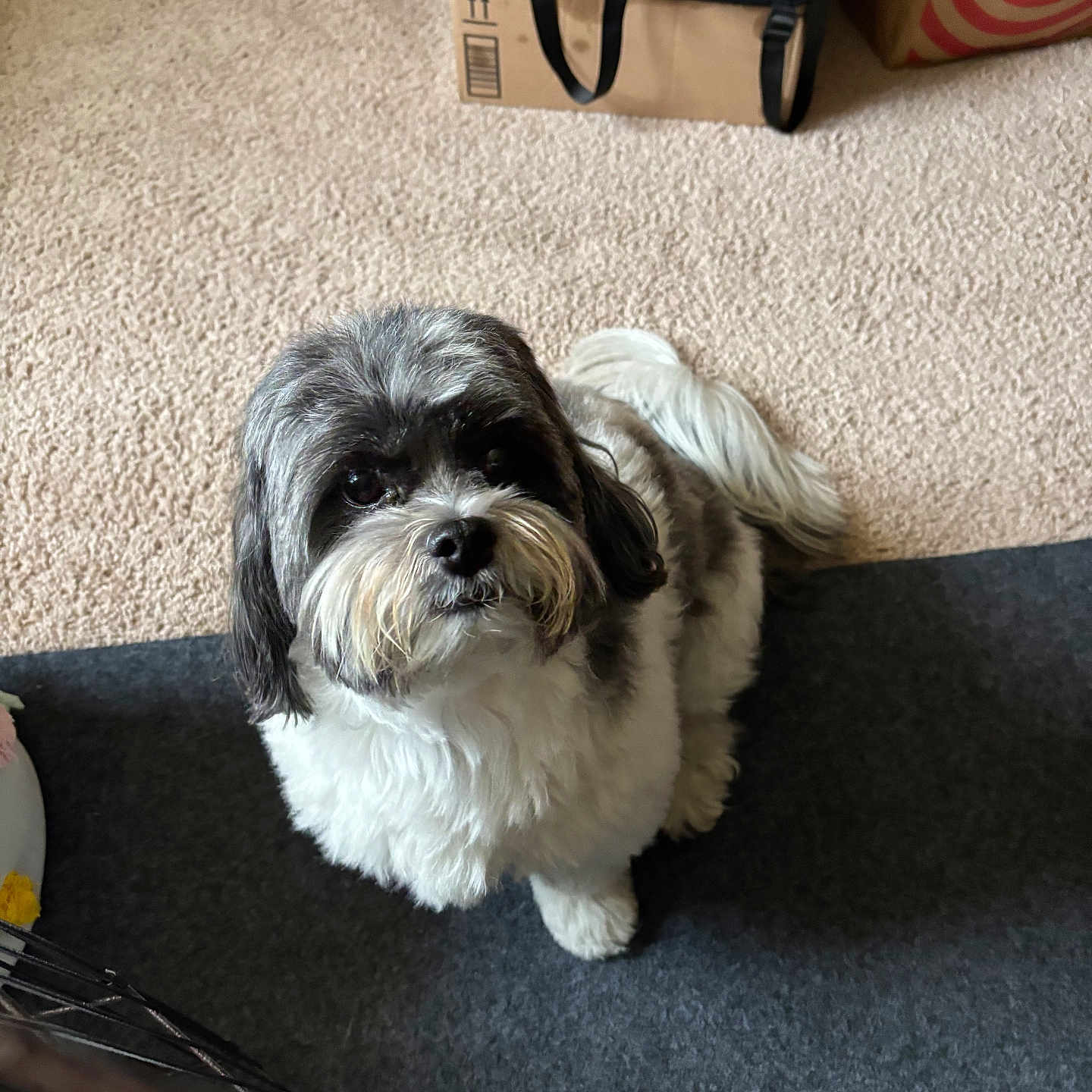 Jasper is registered to the contest to win money with this photo: animal, black_and_white, carpet, companion, cute, dog, domestic, ears, floor, fluffy, fur, home, indoor, looking_up, mat, pet, small_dog, tail, waiting, whiskers