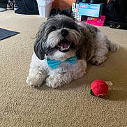 Jasper joined the competition — help win amazing prizes! black_and_white, bow_tie, boxes, carpet, dog, floor, fur, furniture, happy, household_items, indoor, laying_down, mouth_open, pet, plush_toy, room, shoes, small_dog, toy, trash_bin
