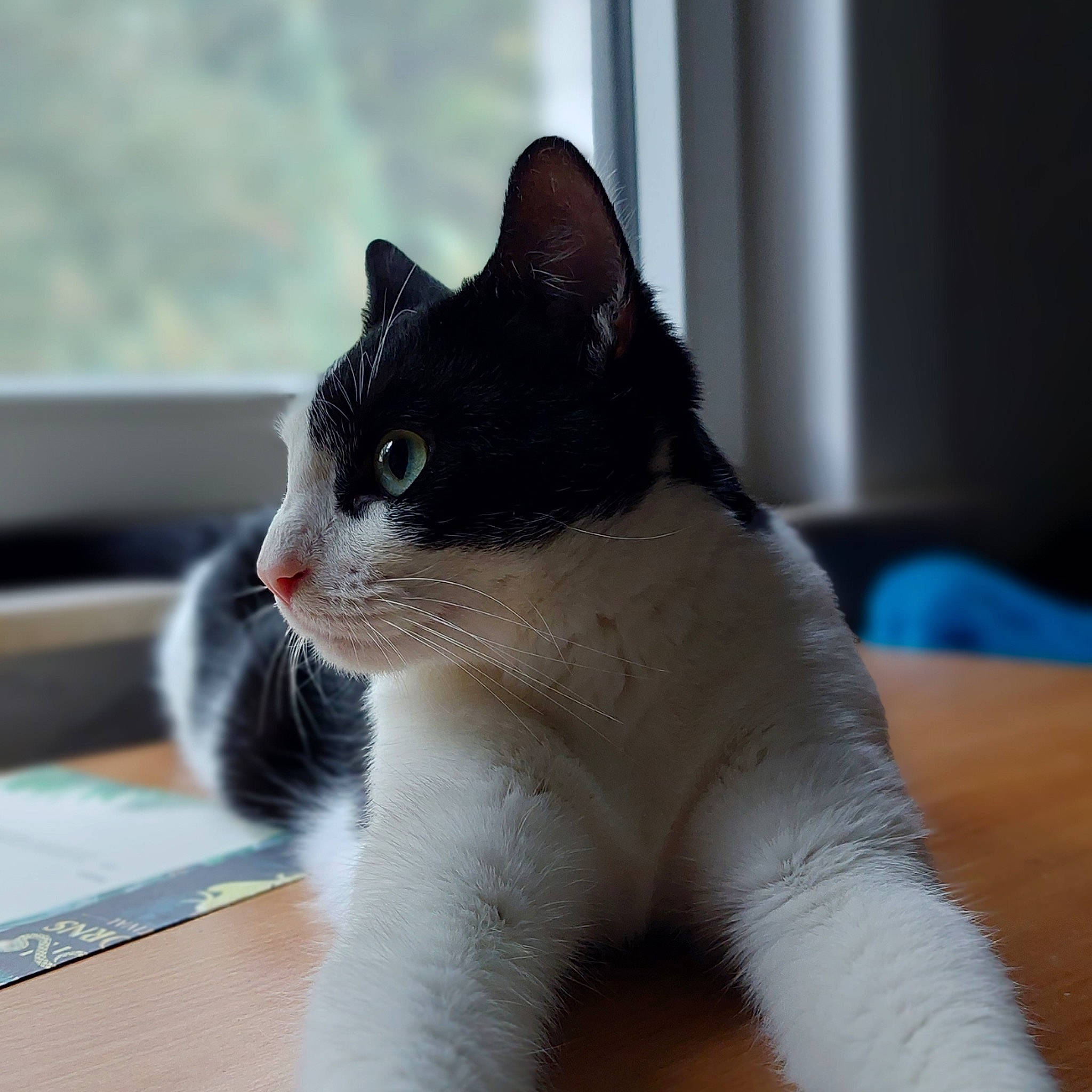 Yoshi participe au concours pour gagner de l'argent avec cette photo : carnivore, cat, computer_keyboard, domestic_short_haired_cat, eye, felidae, foot, fur, grey, head, iris, paw, sitting, small_to_medium_sized_cats, snout, tail, terrestrial_animal, whiskers, window