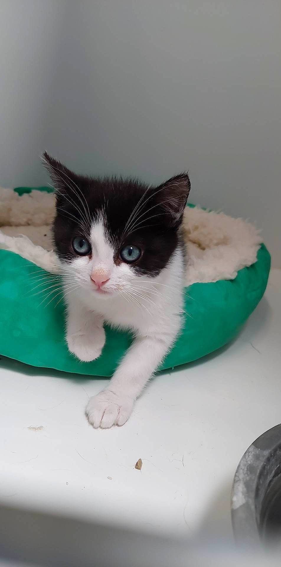 Yoshi a rejoint le concours — aidez-le/la à gagner de superbes lots ! carnivore, cat, claw, comfort, domestic_short_haired_cat, felidae, flooring, foot, fur, nose, paw, sitting, small_to_medium_sized_cats, snout, tail, whiskers