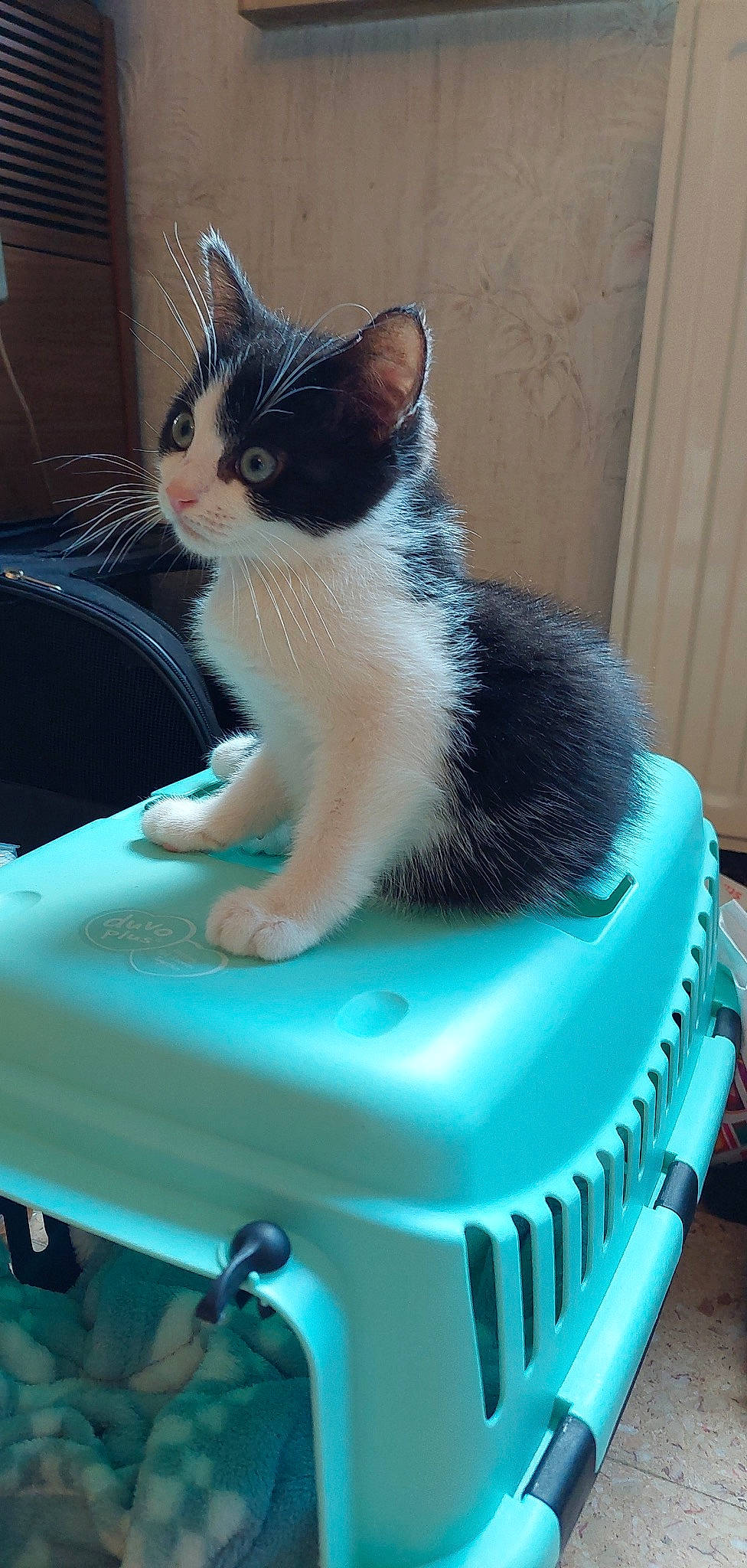 Yoshi a rejoint le concours — aidez-le/la à gagner de superbes lots ! blue, cake, cake_decorating_supply, carnivore, cat, domestic_short_haired_cat, electric_blue, felidae, fur, hood, icing, paw, plastic, sitting, small_to_medium_sized_cats, snout, sugar_cake, tail, water, whiskers