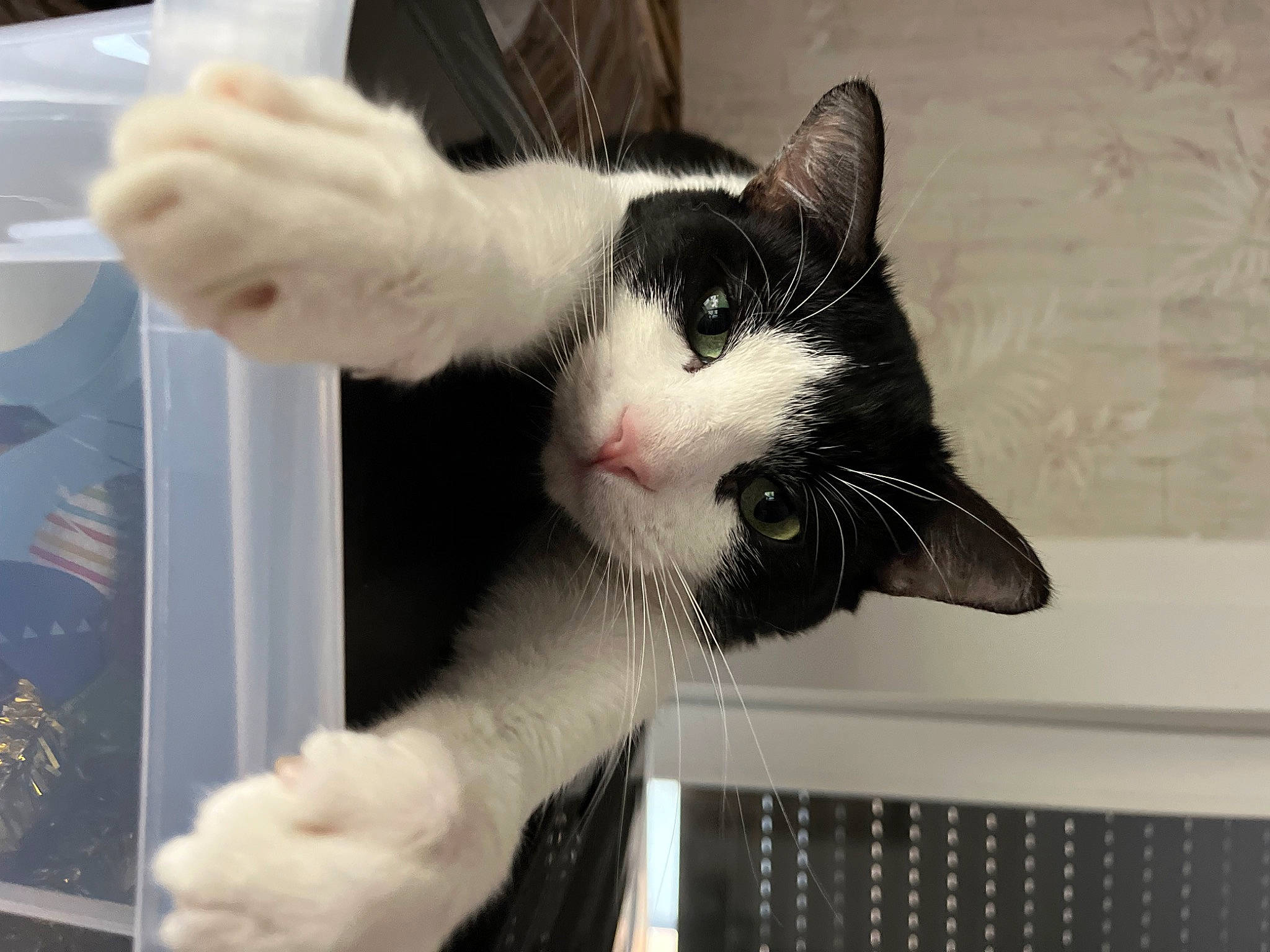 Yoshi a rejoint le concours — aidez-le/la à gagner de superbes lots ! carnivore, cat, claw, domestic_short_haired_cat, eye, felidae, fur, gesture, leg, paw, small_to_medium_sized_cats, snout, tail, whiskers, window