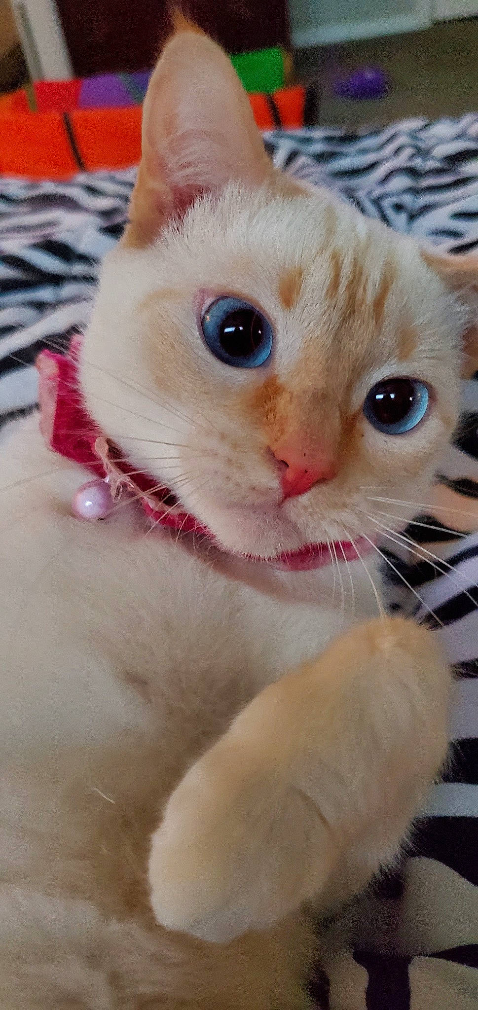 Boo joined the competition — help win amazing prizes! american_curl, asian, burmilla, carnivore, cat, colorpoint_shorthair, eye, fawn, felidae, khao_manee, kitten, mammal, ojos_azules, singapura, small_to_medium_sized_cats, snout, turkish_angora, turkish_van, vertebrate, whiskers