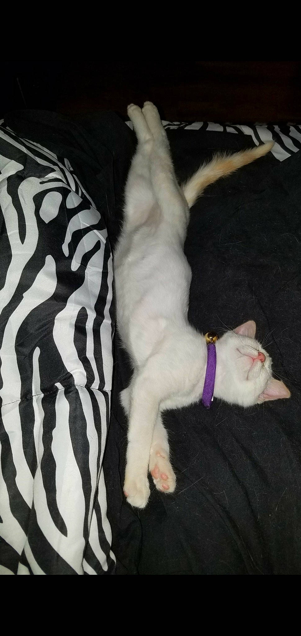 Boo joined the competition — help win amazing prizes! canidae, carnivore, cat, dog_breed, fawn, felidae, kitten, mammal, paw, small_to_medium_sized_cats, tail