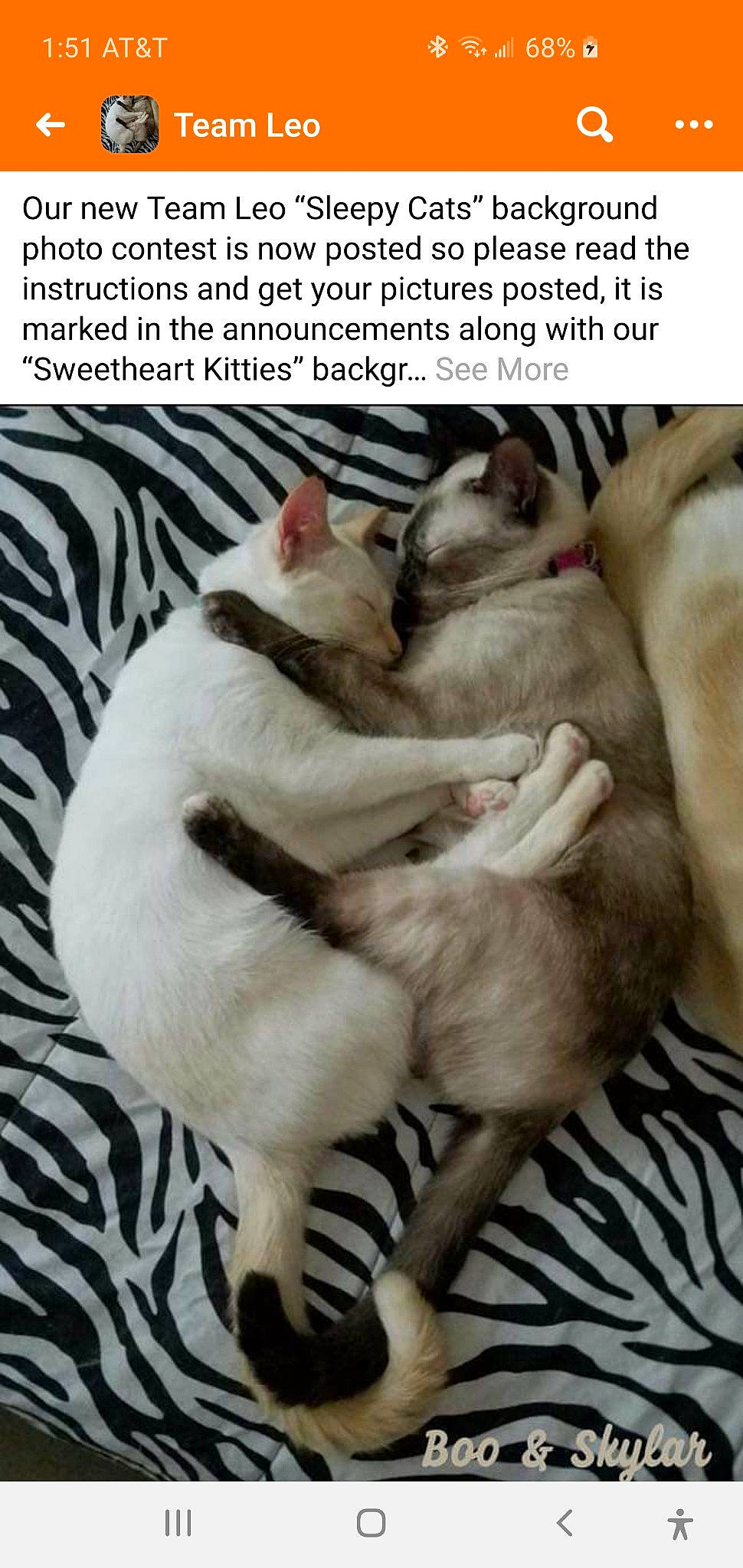 Boo is registered to the contest to win money with this photo: asian, carnivore, cat, colorpoint_shorthair, fawn, felidae, hug, kitten, nap, paw, photo_caption, small_to_medium_sized_cats, tail, thai, whiskers