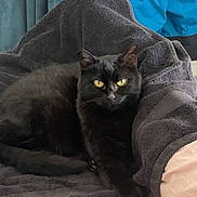 Fiona participe au concours pour gagner de l'argent avec cette photo : animal, bed, black_cat, cat, clothing, cozy, domestic_cat, ear, fur, furniture, indoor, looking_at_camera, lying_down, pet, relaxing, resting, tail, towel, whiskers, yellow_eyes