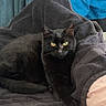 animal, bed, black_cat, cat, clothing, cozy, domestic_cat, ear, fur, furniture, indoor, looking_at_camera, lying_down, pet, relaxing, resting, tail, towel, whiskers, yellow_eyes