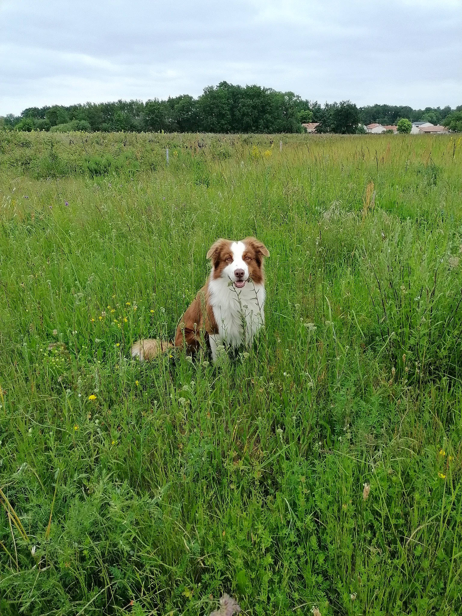 Revan participe au concours pour gagner de l'argent avec cette photo : carnivore, cloud, companion_dog, dog, dog_breed, fawn, field, grass, grassland, landscape, meadow, natural_landscape, pasture, people_in_nature, plant, prairie, sky, sporting_group, terrestrial_animal, tree