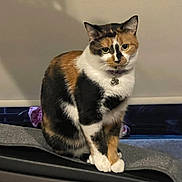 Canela is registered to the contest to win money with this photo: animal, bell, calico, cat, collar, curious, cute, domestic, feline, fur_pattern, indoor, looking, mammal, paws, pet, portrait, shadow, sitting, soft_light, whiskers