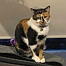 animal, bell, calico, cat, collar, curious, cute, domestic, feline, fur_pattern, indoor, looking, mammal, paws, pet, portrait, shadow, sitting, soft_light, whiskers