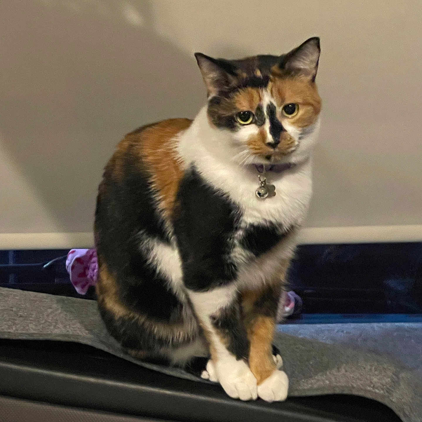 Canela is registered to the contest to win money with this photo: animal, bell, calico, cat, collar, curious, cute, domestic, feline, fur_pattern, indoor, looking, mammal, paws, pet, portrait, shadow, sitting, soft_light, whiskers