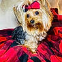 animal, blanket, canine, dog, dogbed, pet, puppy, quilt, terrier