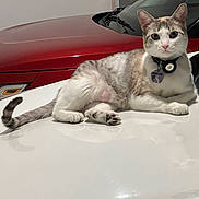 Nieve is registered to the contest to win money with this photo: car_hood, cat, collar, domestic_cat, eyes, feline, garage, indoor, paw, pet, pet_tag, polished_surface, portrait, red_car, reflection, relaxed, sitting, tail, vehicle, whiskers