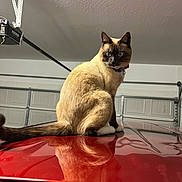 Estrella joined the competition — help win amazing prizes! blue_eyes, car, car_hood, cat, collar, feline, fur, garage, garage_door, household, indoor, looking_at_camera, pet, portrait, reflection, siamese_cat, sitting, tail, vehicle, whiskers