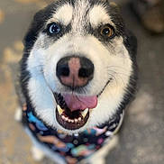 Nala is registered to the contest to win money with this photo: dog, husky, canine, pet, animal, close_up, portrait, face, smiling, happy, tongue, open_mouth, teeth, nose, blue_eye, brown_eye, fur, collar, outdoor, blurred_background