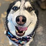 dog, husky, canine, pet, animal, close_up, portrait, face, smiling, happy, tongue, open_mouth, teeth, nose, blue_eye, brown_eye, fur, collar, outdoor, blurred_background