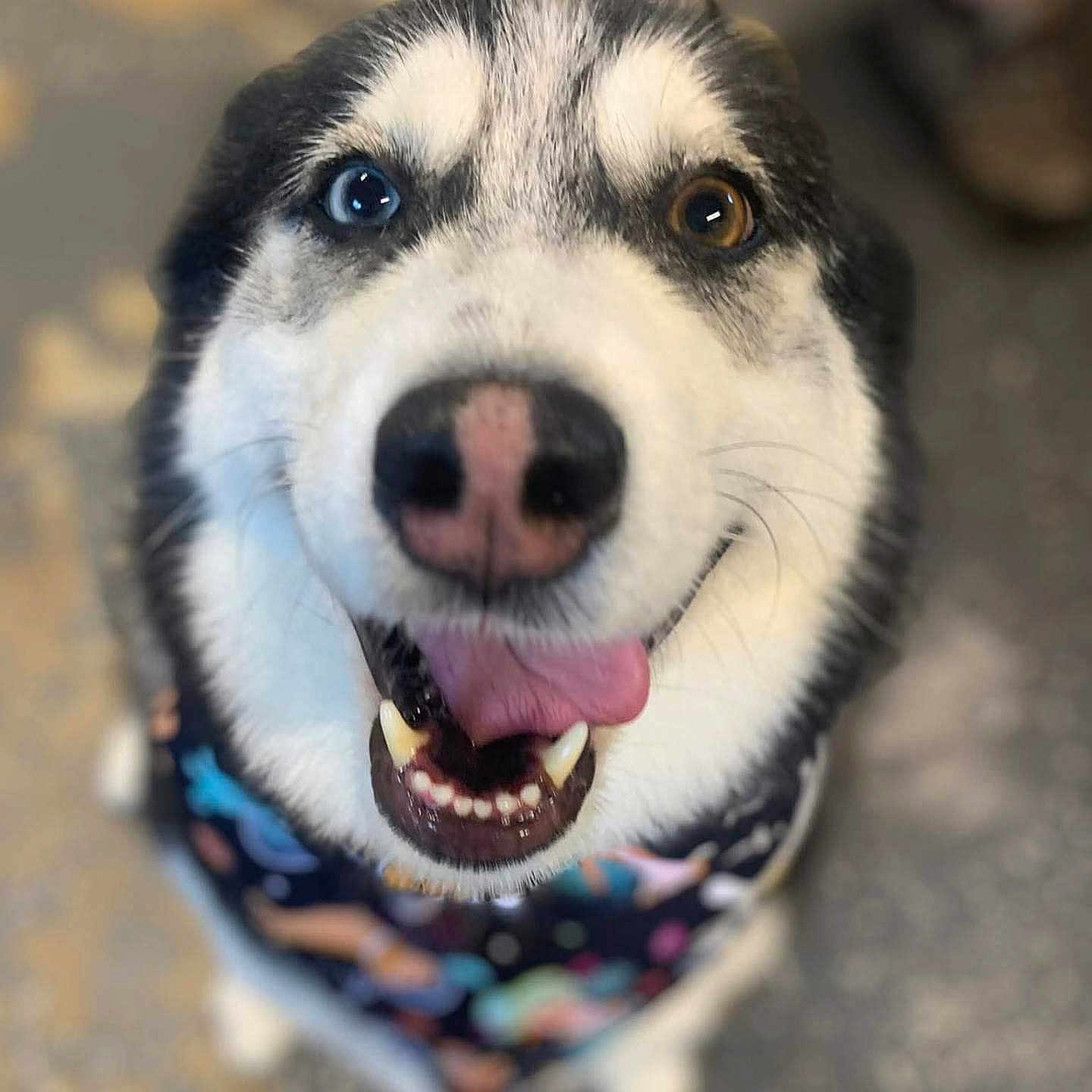 Nala