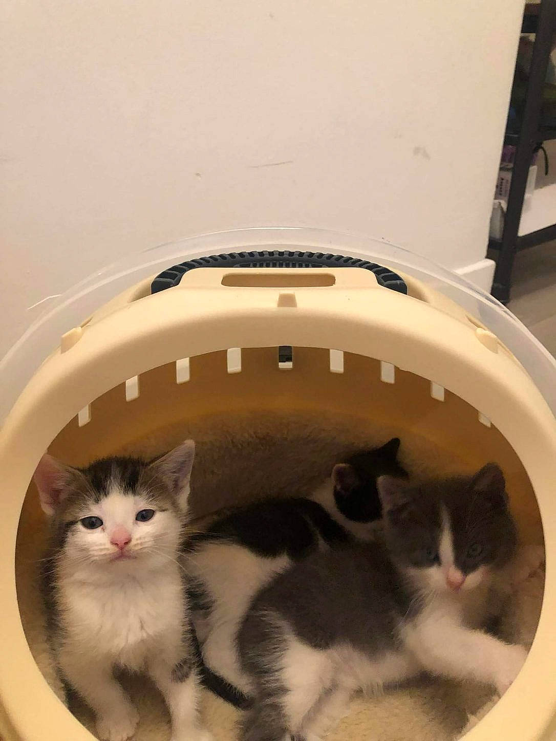 Tigresse participe au concours pour gagner de l'argent avec cette photo : animal_shelter, carnivore, cat, cat_supply, comfort, domestic_short_haired_cat, felidae, flooring, fur, paw, pet_supply, room, small_to_medium_sized_cats, snout, tail, whiskers