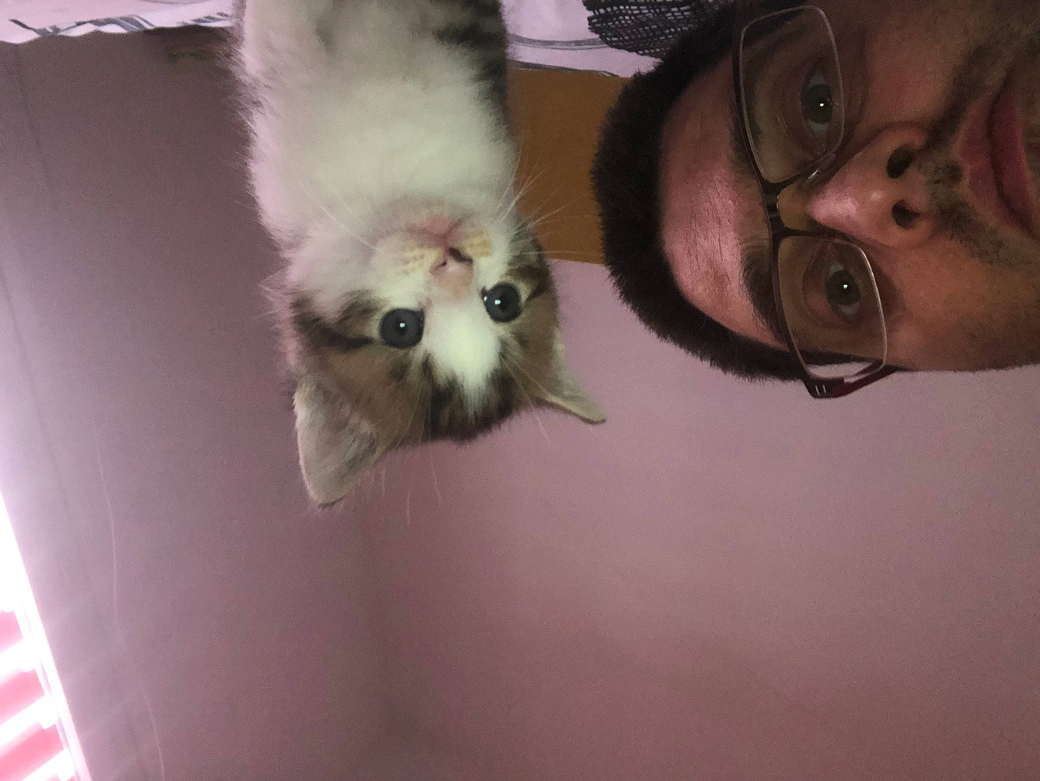 Tigresse participe au concours pour gagner de l'argent avec cette photo : barn_owl, beard, bird_of_prey, canidae, carnivore, cat, claw, companion_dog, dog_breed, eyewear, fawn, felidae, fur, moustache, paw, photo_caption, small_to_medium_sized_cats, tail, toy_dog, whiskers