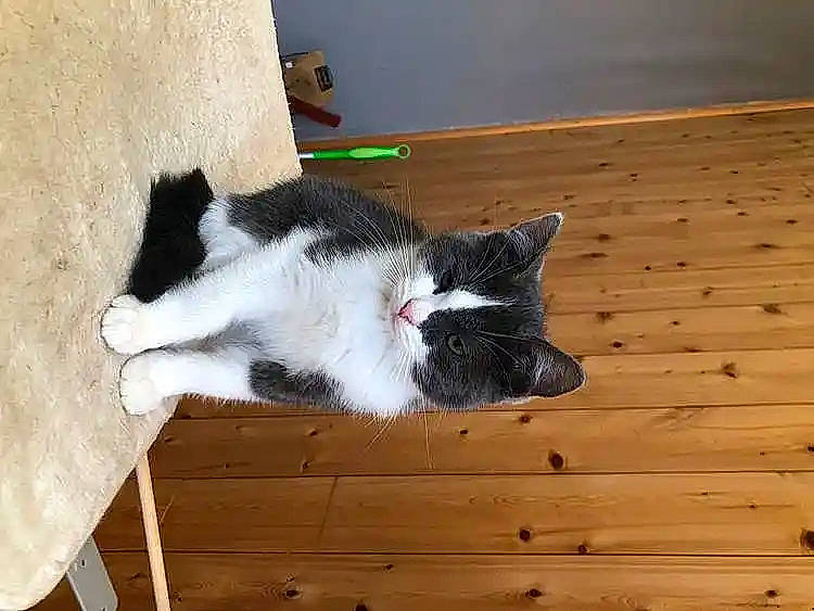 Méli participe au concours pour gagner de l'argent avec cette photo : carmine, carnivore, cat, domestic_short_haired_cat, felidae, floor, flooring, fur, hardwood, paw, plank, plywood, small_to_medium_sized_cats, snout, tail, varnish, whiskers, wood, wood_flooring, wood_stain