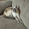 animal, blue_eyes, cat, couch, cozy, cream_fur, ears, feline, gray_points, home, indoor, long_hair, lounging, pet, portrait, relaxed, sitting, sofa, stretched_legs, tail