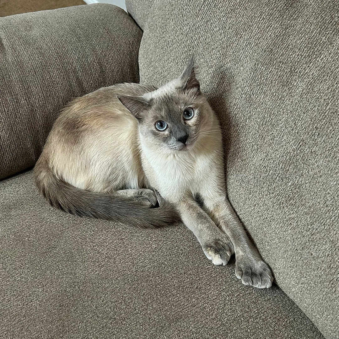 Pearl