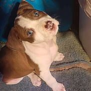 Sadie Mae joined the competition — help win amazing prizes! animal, blue_eyes, brown_and_white, carpet, cute, dog, domestic_animal, ears, fur, indoor, looking_up, nose, paws, pet, portrait, puppy, sitting, small_dog, whiskers, young_dog