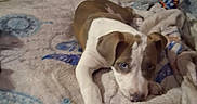 Sadie Mae is registered to the contest to win money with this photo: animal, bed, blanket, brown_and_white, comfort, cozy, cute, dog, ears, fur, home, indoors, looking_up, lying_down, paw, pet, puppy, resting, snout, young_dog