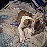 animal, bed, blanket, brown_and_white, comfort, cozy, cute, dog, ears, fur, home, indoors, looking_up, lying_down, paw, pet, puppy, resting, snout, young_dog