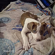 Sadie Mae is registered to the contest to win money with this photo: puppy, dog, blanket, bed, indoor, cute, laying, brown, white, pet, animal, cozy, home, fur, ears, face, paw, looking, resting, comfort
