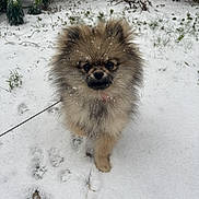 Ayna a rejoint le concours — aidez-le/la à gagner de superbes lots ! dog, pomeranian, fluffy, snow, snowflakes, outdoor, winter, standing, leash, fur, small_dog, portrait, pet, canine, snowy_ground, pawprints, garden, grass, brown_fur, looking_at_camera