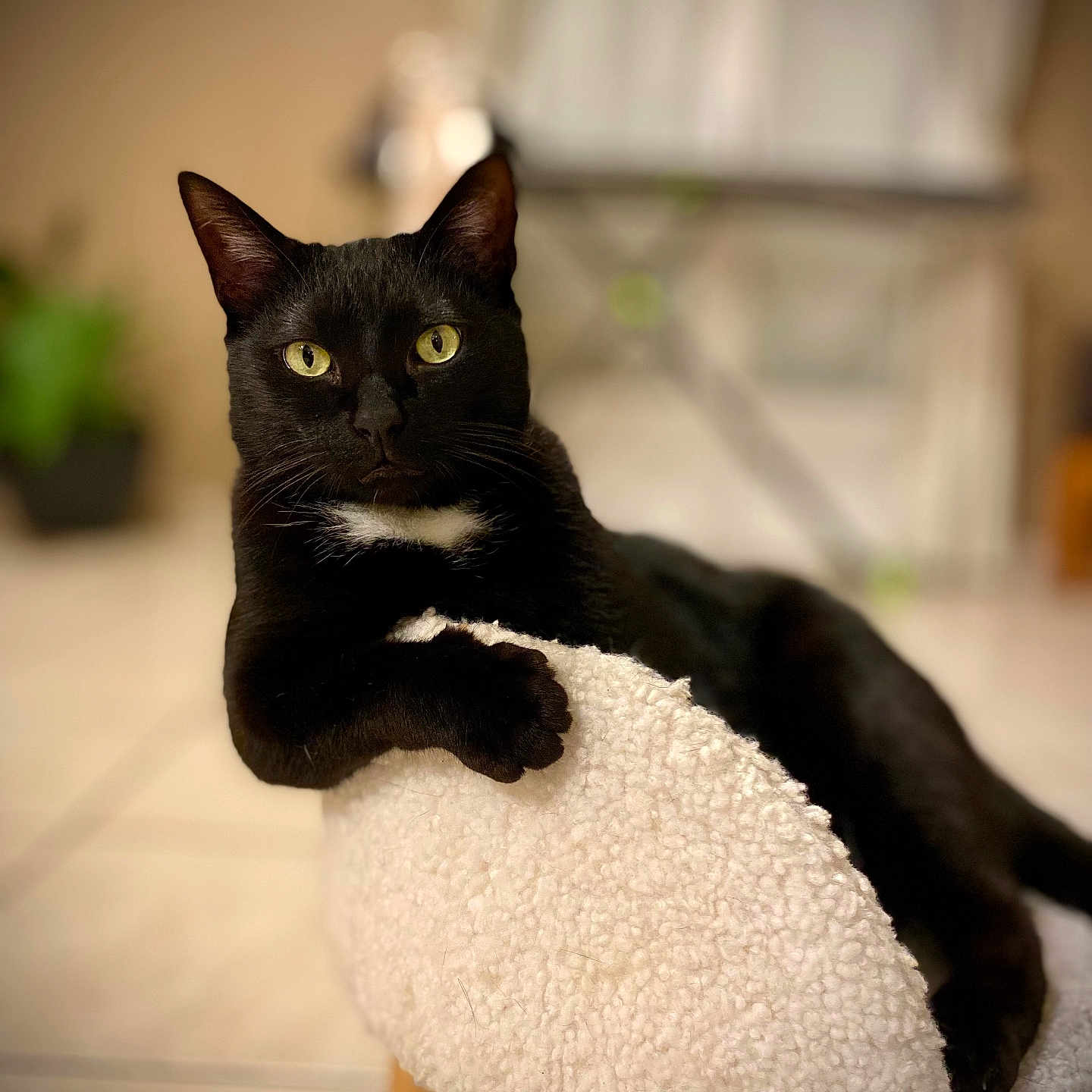 Rio participe au concours pour gagner de l'argent avec cette photo : abyssinian, animal, blackcat, cat, furniture, kitten, manx, pet