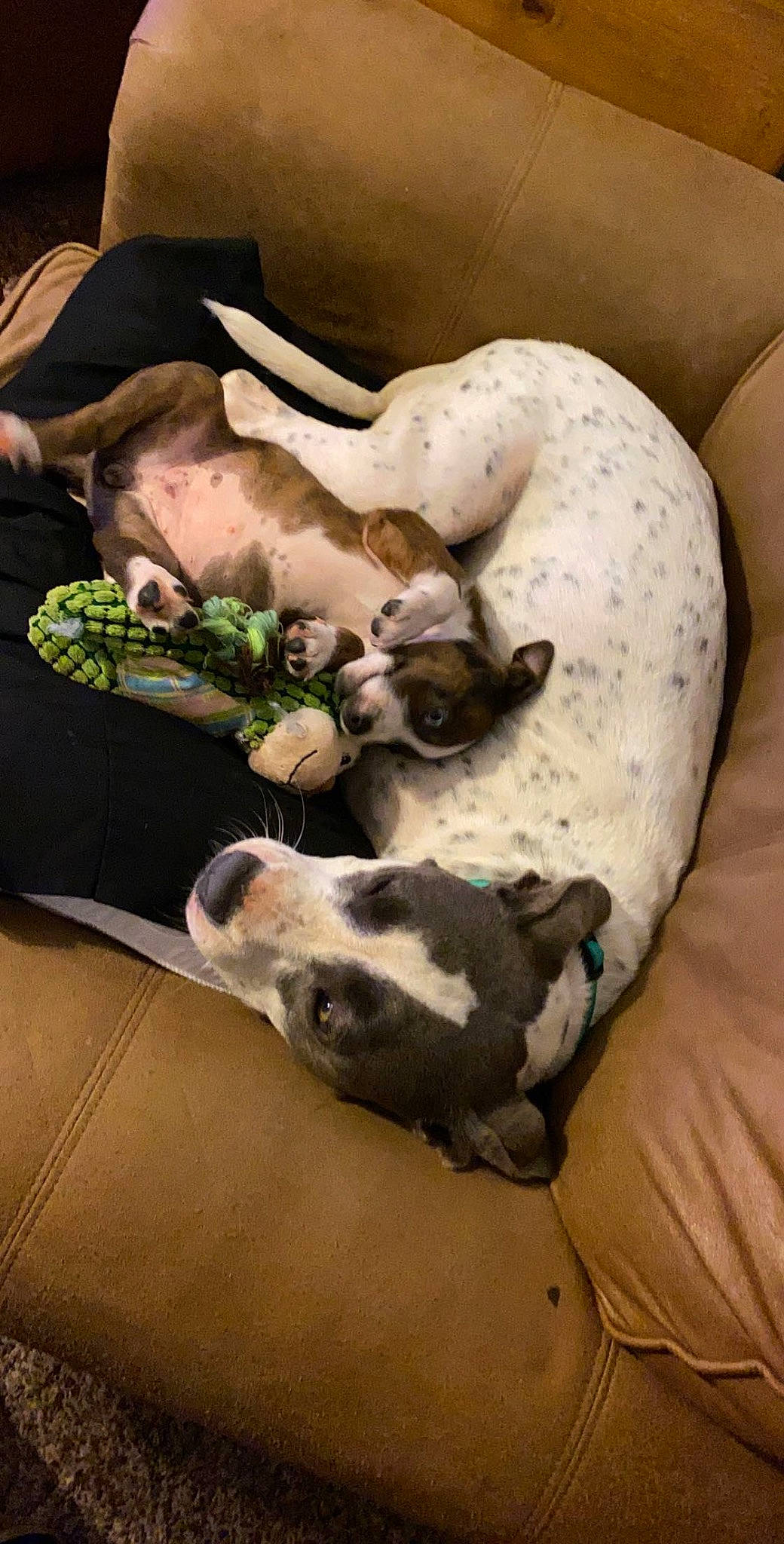 Oakley joined the competition — help win amazing prizes! carnivore, comfort, companion_dog, dog, dog_breed, dog_supply, fawn, fur, guard_dog, linens, nap, non_sporting_group, paw, sleep, sporting_group, terrestrial_animal, whiskers