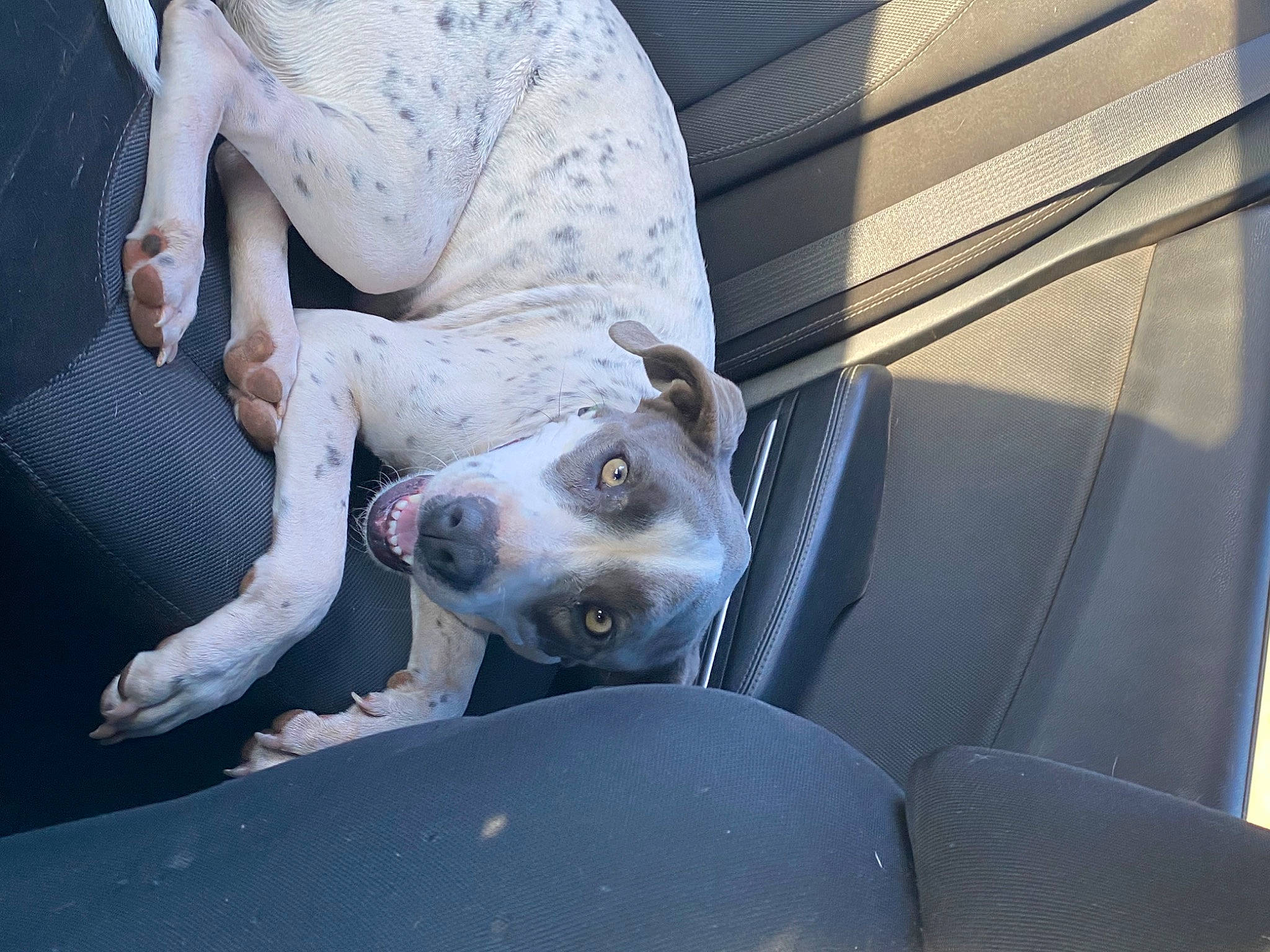 Oakley joined the competition — help win amazing prizes! auto_part, canidae, carnivore, comfort, companion_dog, dog, dog_breed, dress, fawn, flash_photography, foot, grey, human_leg, knee, nap, sitting, sporting_group, street_dog, vehicle_door, whiskers